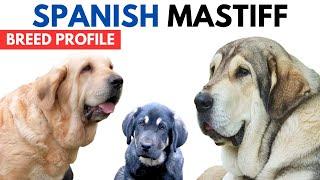 Spanish Mastiff Breed Profile History - Price - Traits - Spanish Mastiff Grooming Needs - Lifespan