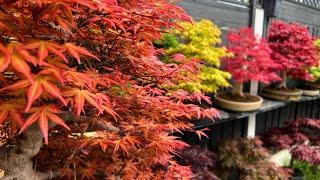 Top 10 Maple For Bonsai. Benichidori, Seigen, Deshojo, Katsura, Mountain, Arakawa, Shishigashira etc