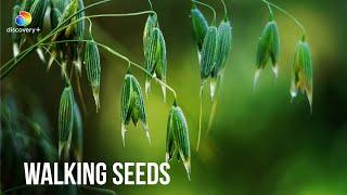 Walking Seeds of Wild Oat | The Green Planet | Discovery Plus +