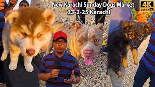 New Karachi Sunday Dogs Market 23-2-2025 Karachi Latest Updates | Exotic Dogs Breeds