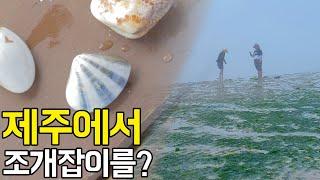 제주 바다에서 즐기는 조개잡이 체험!