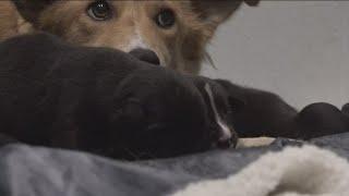 Dozens of puppies arrive at Fayetteville rescue shelter ahead of Christmas