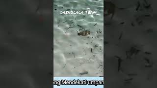 Mencoba menangkap sotong dgn tangan kosong