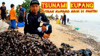 AWAS!!! Jutaan Kupang Naik Ke Pantai// Rezeki Untuk Kita..