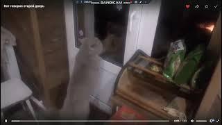 Кот говорит,открой дверь