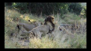 LION PRIDE ATTACKS RELATED RIVAL