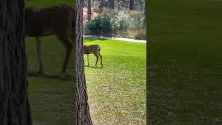 Deer