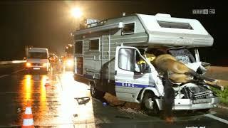 Pferde verursachen Unfälle aut Autobahn ORF Salzburg heute