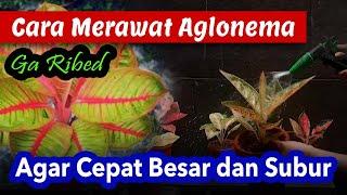 CARA MERAWAT AGLONEMA AGAR CEPAT BESAR DAN SUBUR