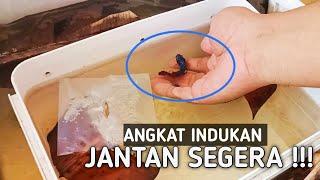 KAPAN ANGKAT INDUKAN JANTAN IKAN CUPANG ?