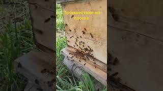 Сезон 2024 Воровство на пасеке #bee #beekeeper #beekeeping  #2024 #пчелы #пасека #пчеловодство