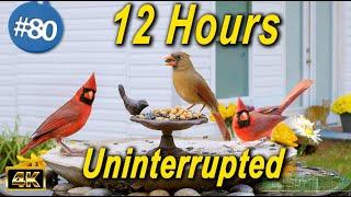 12 Hours of Wild Birds | TV for Cats  Uninterrupted CatTV