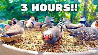 3 HOURS of Birds, Bird Sounds and Bird Song | Finches and Softbills | Bird sounds for Birds