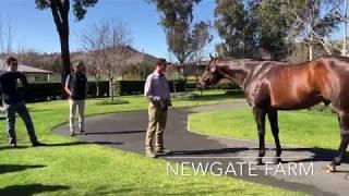 Godolphin Flying Start Trainee Views Australia, August 2018