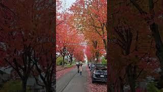 Fall Colors in East Vancouver, Canada