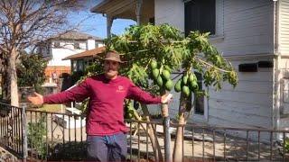 Northern California Papaya