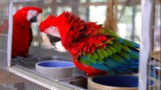 Magnolia Exotic Bird Sanctuary - Parrot Rescue and Protection