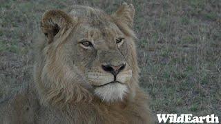 WildEarth - Sunrise Safari -  26 January 2024