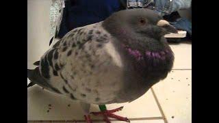 COMMON PIGEON DISEASES AND TREATMENT IN RACING PIGEONS