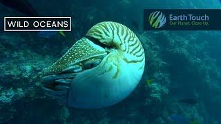 Rare encounter with a living fossil - meet the elusive nautilus!