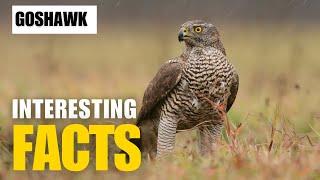 Most Interesting Facts About Goshawk | Interesting Facts | The Beast World