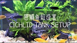 CICHLID TANK SETUP 慈鲷鱼缸设置