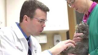 Special Species and Zoological Medicine at UW Veterinary Care (with Dr. Kurt Sladky)