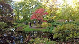 Autumn Walk in the Hague | Clingendael Park  Japanese Garden | The Netherlands 2022 | 4K60