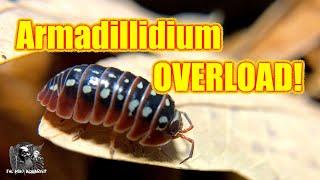 Armadillidium overload: An overview of this fascinating and easy to care for genera of Isopods