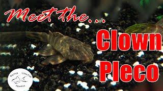 Meet the Clown Pleco (L104) | Species Profile