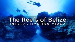 The Reefs of Belize - 360° Video