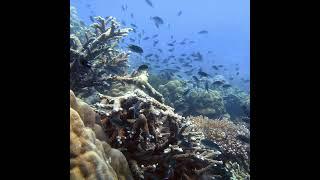 Bảo tồn hệ sinh thái rạn san hô của Việt Nam