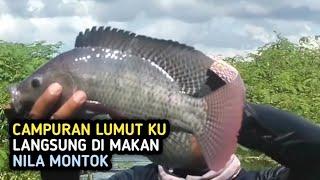 UMPAN MANCING IKAN NILA DARI BAHAN ALAMI||Campuran Lumut