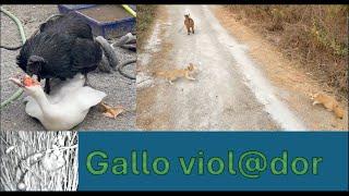 Gallo abusa sesualmente de Pata y Las zorras campan a sus anchas