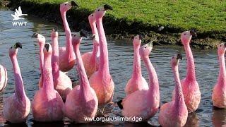 Andean Flamingo courtship dance | WWT Slimbridge