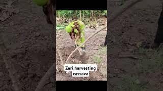 Zari the Boss Lady harvesting cassava #zarithebosslady