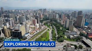 Eagles in Brazil: Exploring the city of São Paulo