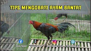 Ayam Bantat? Sini kita kasih paham!