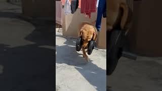 dog picking 10kg dumbell | exercise | incredible | omg | #shorts | anant rastogi