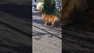 кот Тимофей ждет меня из магазига . гле ты ел копченую рыбу? СЕРИЯ 2 котики. funny cats