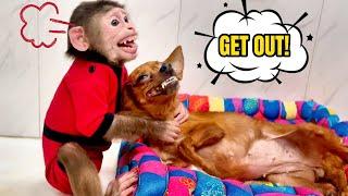 Hilarious Competition: Monkey Susu vs Dog Chipu in a BEDTIME BATTLE!