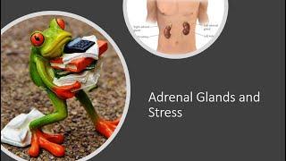 Adrenals and Stress