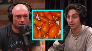 Joe and Hamilton Morris discuss Ibogaine, Medical Benefits & Legalization | Joe Rogan Experience