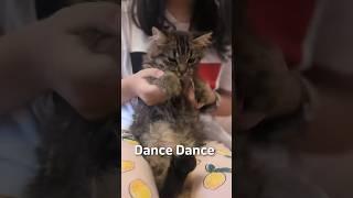 Watch this cute kitten try his best to be the center of attention. His dance is purrfect.#funnycats