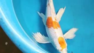 14-16 inch Butterfly Hariwake Koi