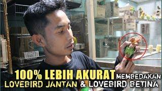 TIPS & TRIK : 100% AKURAT!!! Membedakan Lovebird JANTAN & Lovebid BETINA