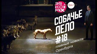 Собачье дело. ЭТО КОЙРАХ #18. Главные новости Оренбурга. 18+