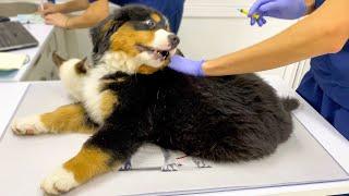 Bernese Mountain Dog Puppy First Visit to the Vet!