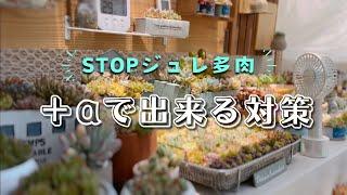 ジュレ多肉をSTOPさせる為に＋αで出来る対策 | 多肉植物 / 梅雨と夏越し