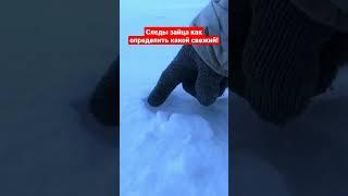 Следы зайца как определить какой свежий! #заяц #охота #hunting #россия #охота2023